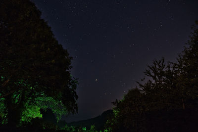 Low angle view of trees against sky at night