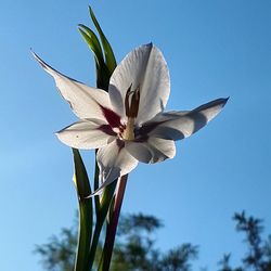 Low angle view of flower blooming against sky