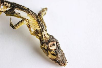 Close-up of a lizard on white background