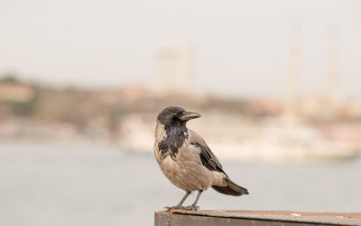 Raven perching against lake