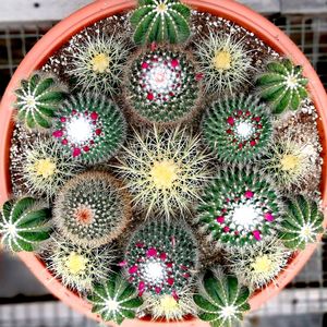 Cactus plant at nursery