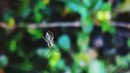 Close-up of butterfly on web