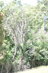 Plants growing on tree trunk