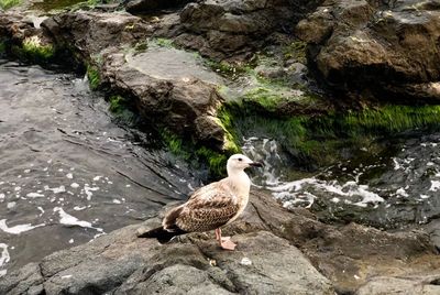 High angle view of seagull perching on rock