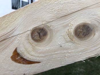 Close-up of lizard on wood