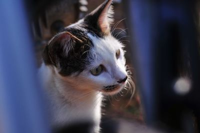 Close-up of cat looking away