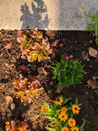 High angle view of flowering plants on field