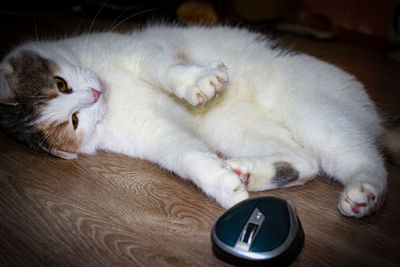 High angle view of cat lying down