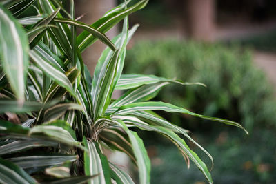 Close-up of fresh green plant