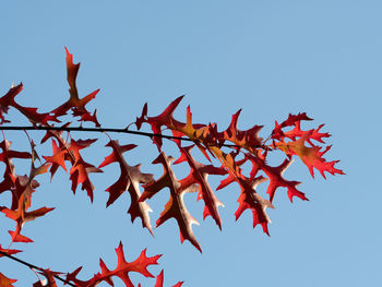 Low angle view of tree against clear sky