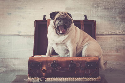 Pug yawning while sitting on suitcase by wall