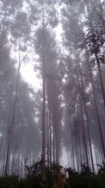 Low angle view of trees in forest