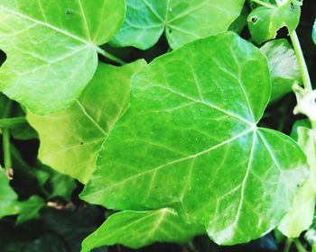 Close-up of fresh green leaf