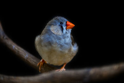 Close-up of bird perching on branch