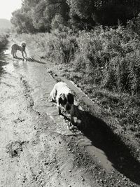 Dog on dirt road