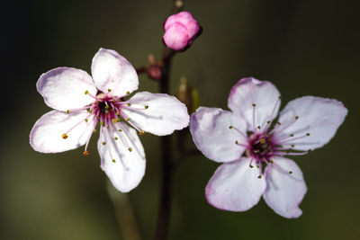 Close-up of pink cherry blossoms