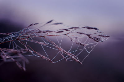 Close-up of spider web on plant