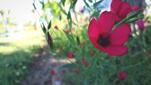 Close-up of red flower