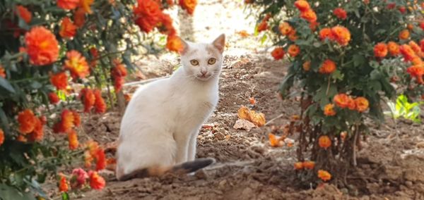 Portrait of cat with orange flowers