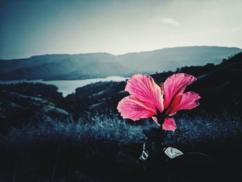 Close-up of flowering plant by lake against mountain