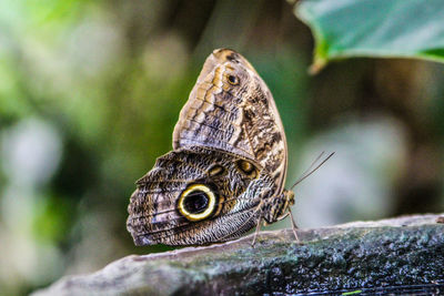 Close-up of butterfly on plant