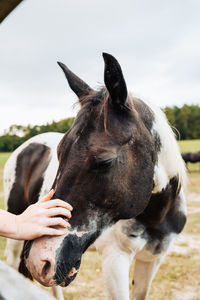 Close-up of hand feeding horse in field against sky