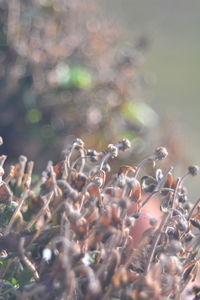 Close-up of dry plant on field