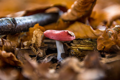 Close-up of mushrooms growing during autumn