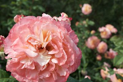 Close-up of pink rose