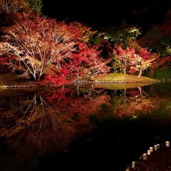 Illuminated trees in park during autumn