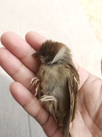 Midsection of person holding small bird