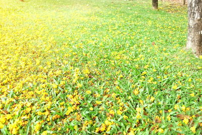 Close-up of flowers growing on field