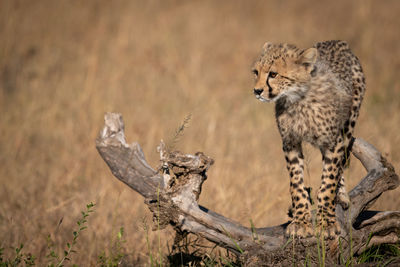 Cheetah on field in forest