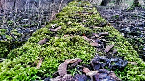 Moss covered rocks in forest