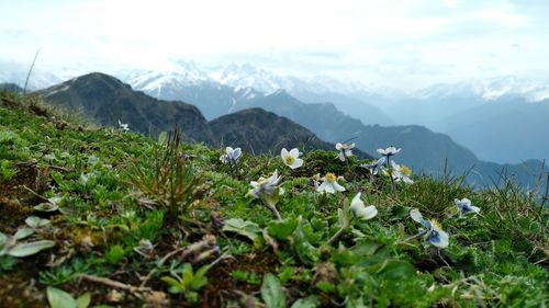 Plants and mountains against sky