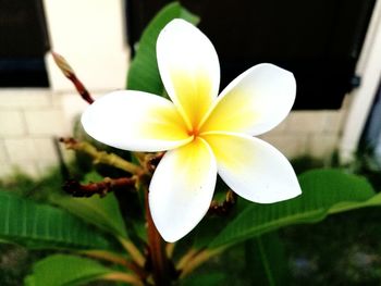 Close-up of frangipani blooming outdoors