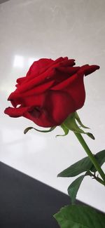 Close-up of red rose