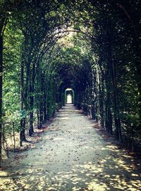 Footpath amidst trees in forest