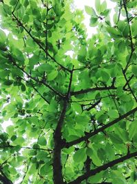 Low angle view of tree