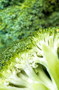 Close-up of green leaf