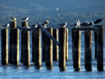 Seagulls perching on wooden posts in sea