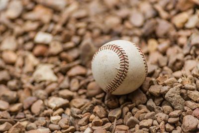 Close-up of seashells