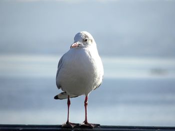 Close-up of seagull perching on railing against sea