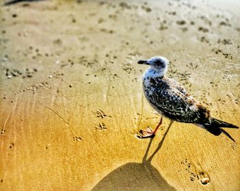 Close-up of bird perching on sand