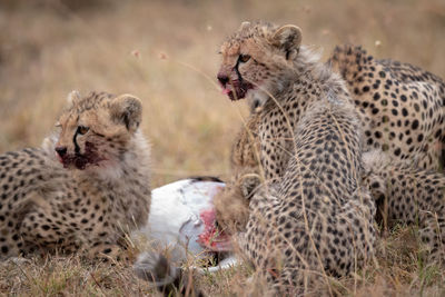 Cheetahs on field in forest