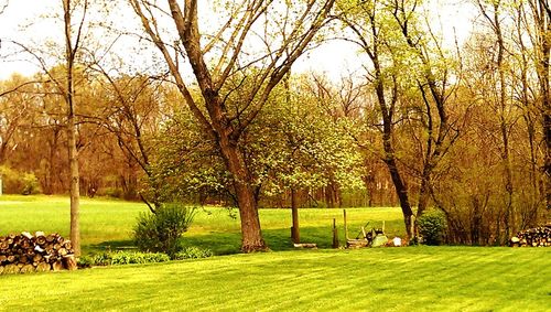 Trees on grassy field in park