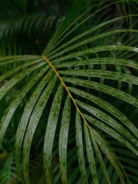 Close-up of palm leaves