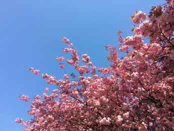 Close-up high section of flower tree against clear sky