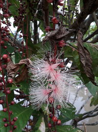 Low angle view of flowering plants on tree