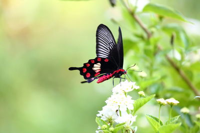 Close-up of butterfly pollinating on flower